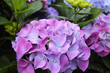 pembe ve mor ortanca çiçekleri yakın plan