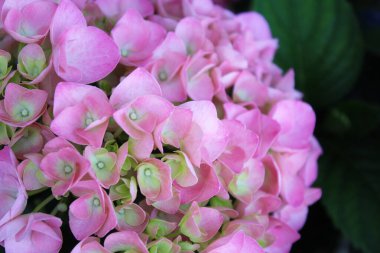 Pembe ve mor ortanca, bahçedeki ortanca çiçekleri