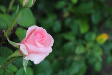 beautiful pink rose flower on a green background, rose in the garden