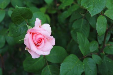 beautiful pink rose flower on a green background, rose in the garden