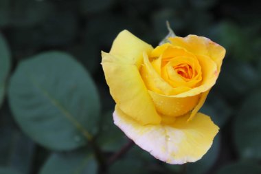 Bahçedeki sarı gülü kapat.