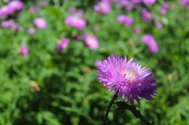 Donmaya dayanıklı daimi bitki Stokesia Laevis 'in mor çiçeği.