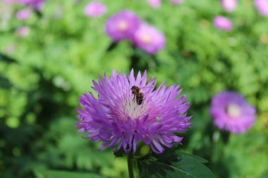  Çiçek arısı, soğuğa dayanıklı Stokesia Laevis 'in mor çiçeği.