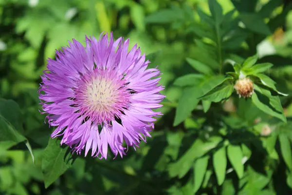 Donmaya dayanıklı daimi bitki Stokesia Laevis 'in mor çiçeği.