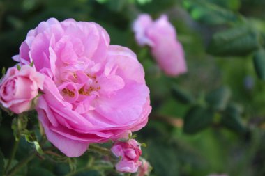 Pembe gülün yakın plan resmi, taze yapraklı pembe güller, bulanık yeşil arka plan, bahçede pembe gül.