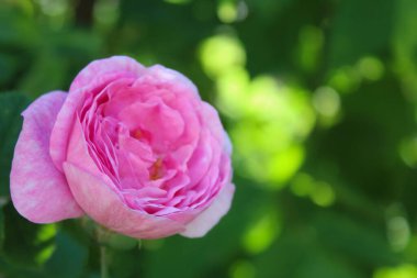 Bulanık yeşil arka planda yeşil yapraklı pembe gül.