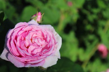 Bulanık yeşil arka planda yeşil yapraklı pembe gül.