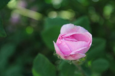 Bulanık doğal arka planda yeşil yapraklı pembe gül.
