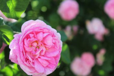 Bahçedeki pembe güller ve yeşil yapraklar., 