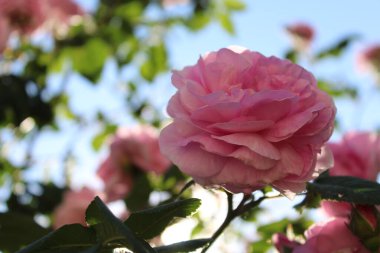 Pembe gül çiçekleri ve yeşil kule yaprakları açık mavi gökyüzü arka planına karşı, güzel pembe güller bahçede