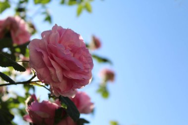 Pembe gül çiçekleri ve yeşil kule yaprakları açık mavi gökyüzü arka planına karşı, güzel pembe güller bahçede