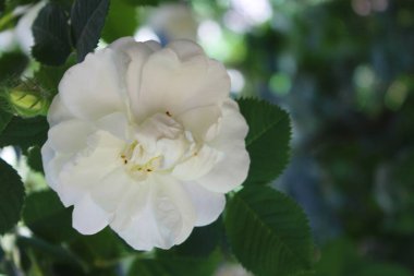 Beyaz gül çiçeği, güzel beyaz çiçek bahçede