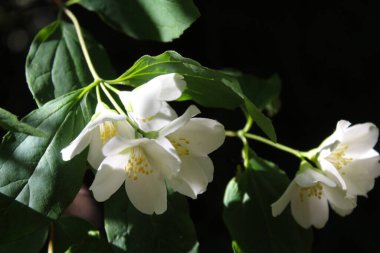 Yasemin çiçekleri ve yaprakları, güzel botanik çekimleri, doğal duvar kağıtları.