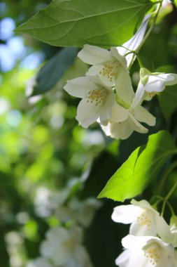 Yasemin çiçekleri bahçede, yakın - ilkbahar çiçekleri, beyaz ve beyaz yasemin