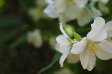 Yasemin çiçekleri bahçede, yakın - ilkbahar çiçekleri, beyaz ve beyaz yasemin