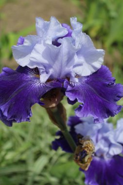 Güzel mavi süsen çiçekleri, güzel mavi çiçekler bahçede.