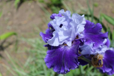 Güzel mavi süsen çiçeği, yakından.