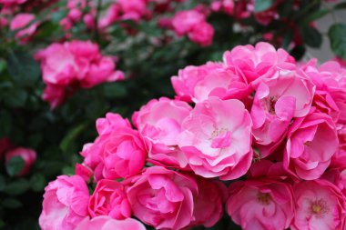 Pembe gül çalısı, pembe güllerin çiçek arkaplanı, çiçekler taze yeşil yapraklı pembe gül, güzel çiçek açan çiçekler, yakın görüş