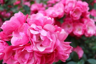 Pembe gül çalısı, pembe güllerin çiçek arkaplanı, çiçekler taze yeşil yapraklı pembe gül, güzel çiçek açan çiçekler, yakın görüş