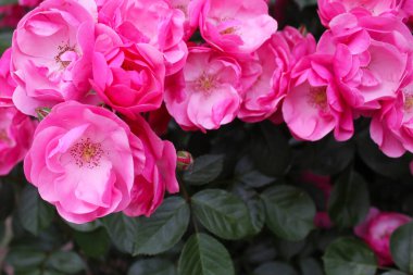 Pembe gül çalısı, pembe güllerin çiçek arkaplanı, çiçekler taze yeşil yapraklı pembe gül, güzel çiçek açan çiçekler, yakın görüş