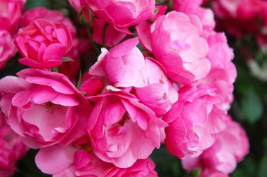 Pembe gül çalısı, pembe güllerin çiçek arkaplanı, çiçekler taze yeşil yapraklı pembe gül, güzel çiçek açan çiçekler, yakın görüş