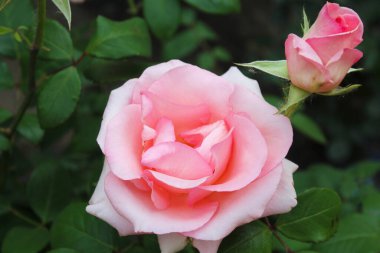 Doğada pembe gül, bahçede güzel güller