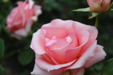 Doğada pembe gül, bahçede güzel güller