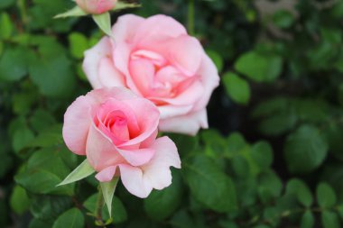 Bahçedeki güzel güller, pembe güller