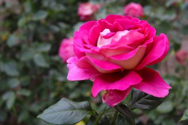 Bahçede kırmızı ve pembe güller