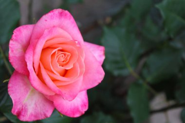 güzel pembe gül yakın plan bulanık yeşil arka plan, güzel pembe gül bahçede