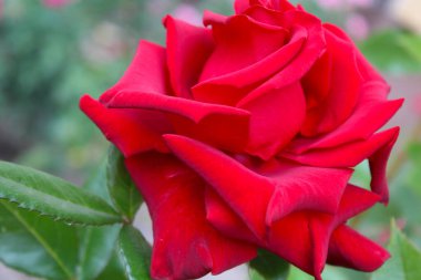 Bahçedeki kırmızı gül