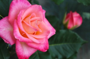 güzel pembe gül yakın plan bulanık yeşil arka plan, güzel pembe gül bahçede