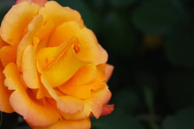 Bahçedeki turuncu gülü kapat, bulanık yeşil arka plana yaklaş, yapraklı gül, tebrik kartı için arka plan