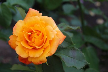 Bahçedeki turuncu gülü kapat, bulanık yeşil arka plana yaklaş, yapraklı gül, tebrik kartı için arka plan