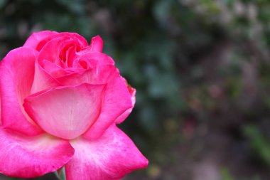 Bahçedeki güzel kırmızı gül, pembe gül bulanık yeşil arka plana yakın gül yapraklı gül, tebrik kartı için arka plan, 