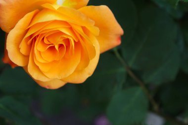 doğada turuncu gül, bahçede turuncu gül, bulanık yeşil arka planda gül, yapraklı gül, tebrik kartı için arka plan