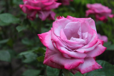 Yumuşak mor ve pembe renkli güzel bir gül taze yeşil yapraklı, bahçede güzel bir gül.