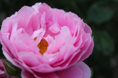 Güzel pembe gül yakından, güzel gül yazın güneşli bir günde bahçede büyüyor.