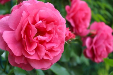 Arka planda yeşil yapraklı pembe gül, bahçede kırmızı güller