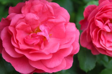 Arka planda yeşil yapraklı pembe gül, bahçede kırmızı güller