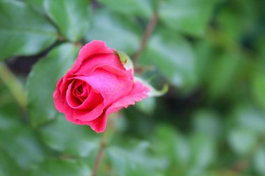 Bulanık arka planda yeşil yapraklı kırmızı amber tomurcukları, bahçede güzel kırmızı gül çiçekleri.