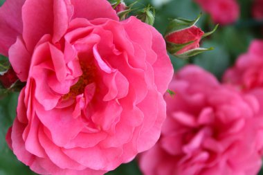 Bahçedeki güzel pembe güller