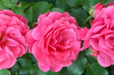 Bahçede güzel kırmızı güller, yaz konsepti