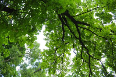 Baharda yeşil kestane yaprağı, kestane ağaçlarında yapraklar, yeşil orman arka planında ağaçlar ve yapraklar, doğada ağaç dalları 