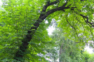 Baharda yeşil kestane yaprağı, kestane ağaçlarında yapraklar, yeşil orman arka planında ağaçlar ve yapraklar, doğada ağaç dalları 