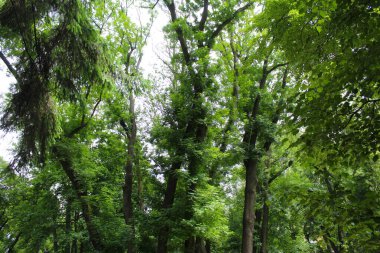 Parkta yeşil ağaçlar, baharda yeşil kestane yaprağı, kestane ağaçlarında yapraklar, yeşil orman arka planında ağaçlar ve yapraklar, doğada yeşil yaprakları olan ağaç dalları