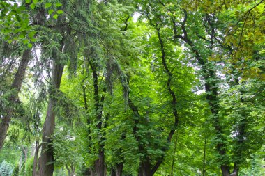 Parkta yeşil ağaçlar, baharda yeşil kestane yaprağı, kestane ağaçlarında yapraklar, yeşil orman arka planında ağaçlar ve yapraklar, doğada yeşil yaprakları olan ağaç dalları