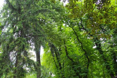 Parkta yeşil ağaçlar, baharda yeşil kestane yaprağı, kestane ağaçlarında yapraklar, yeşil orman arka planında ağaçlar ve yapraklar, doğada yeşil yaprakları olan ağaç dalları