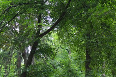 Parkta yeşil ağaçlar, baharda yeşil kestane yaprağı, kestane ağaçlarında yapraklar, yeşil orman arka planında ağaçlar ve yapraklar, doğada yeşil yaprakları olan ağaç dalları
