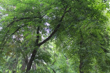 Ağaçları ve bitkileri olan güzel bir orman